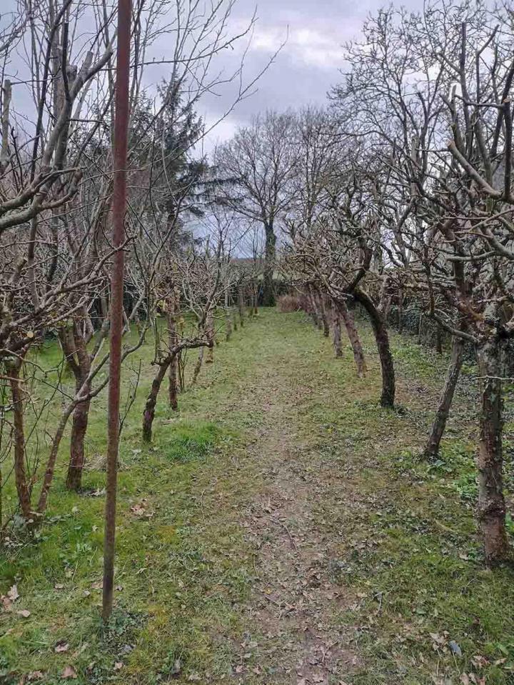 Élagage d’arbre Dinan