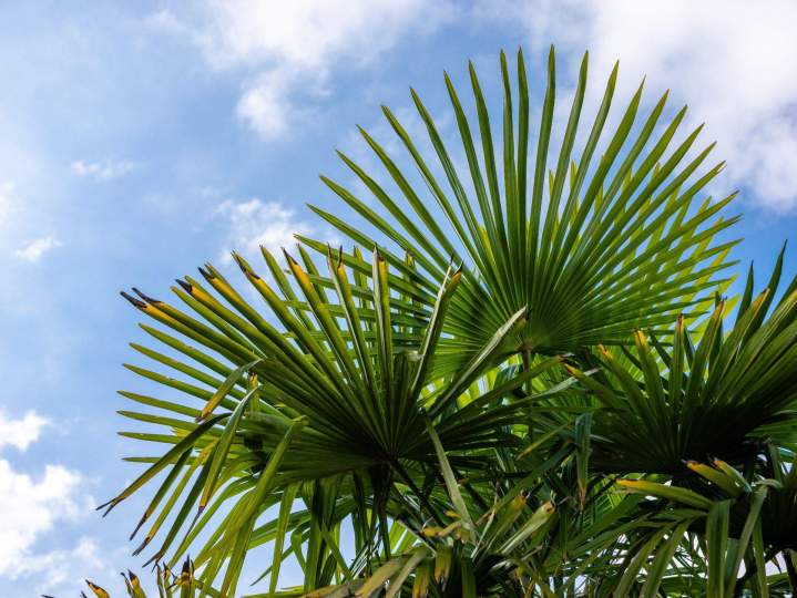 ARTHUR PAYSAGE SERVICES SARL 36