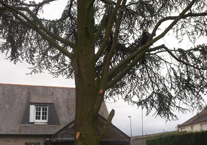 Élagage d’arbre Dinan