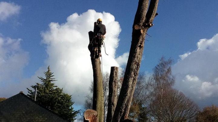 Travaux d'élagage Dinan