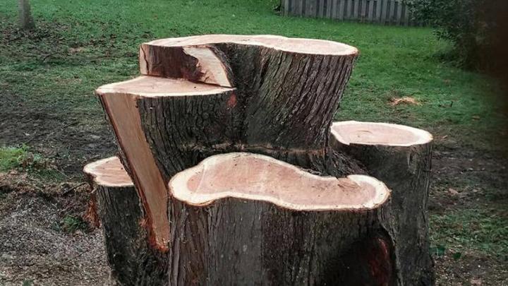 Élagage d’arbre Dinan