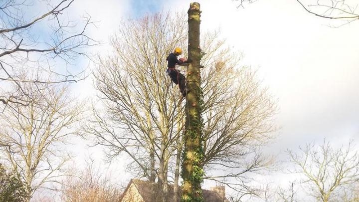 Travaux d'élagage Dinan