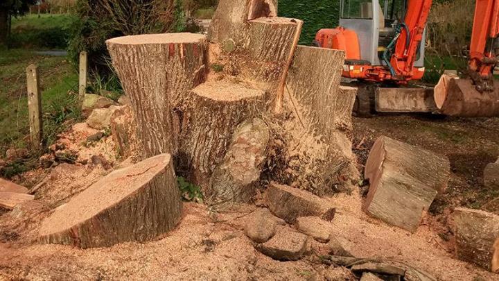 Élagage d’arbre Dinan